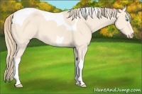 Horse Color:Perlino Tobiano 