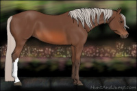 Horse Color:Silver Bay 