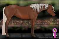 Horse Color:Silver Bay 