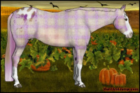 Horse Color:Plaid  Liver Chestnut Splash Appaloosa 