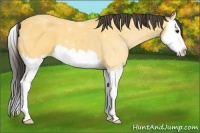 Horse Color:Buckskin Splash 