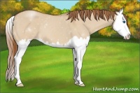 Horse Color:Red Dun Splash 