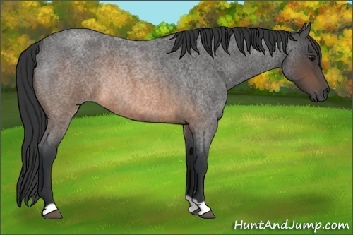 Horse Color: Brown Roan Rabicano 