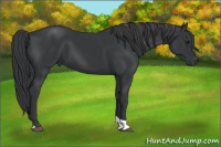 Horse Color:Black Tobiano 