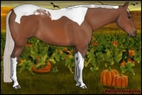 Horse Color:Silver Bay Tobiano 