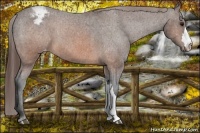Horse Color:Brown Appaloosa 