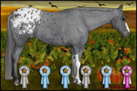 Horse Color:Black Appaloosa