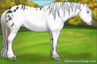 Horse Color:Brown Frame Appaloosa 