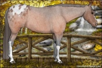Horse Color:Brown Roan Appaloosa Rabicano