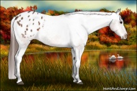 Horse Color:Bay Roan Appaloosa 