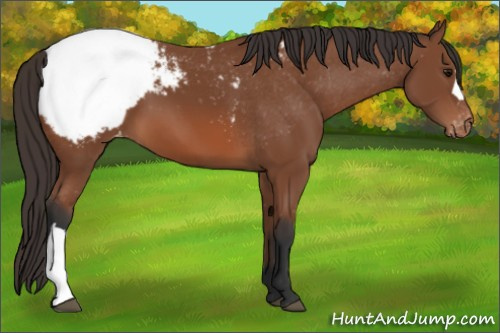 Horse Color: Bay Snowcap 