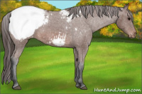 Horse Color:Bay Snowcap 