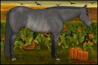 Horse Color:Brown Rabicano