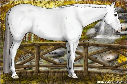 Horse Color: Brown Fewspot 