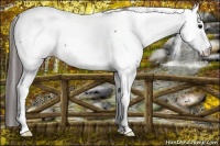Horse Color:Brown Fewspot 