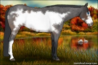 Horse Color:Brown Roan Frame