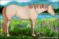 Horse Color:Buckskin Pearl 
