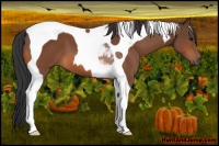 Horse Color:Bay Tobiano