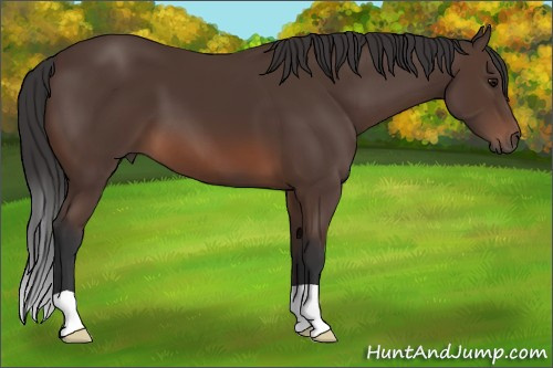 Horse Color: Brown 
