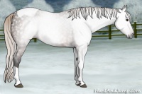 Horse Color:Gray Silver Brown Tobiano 