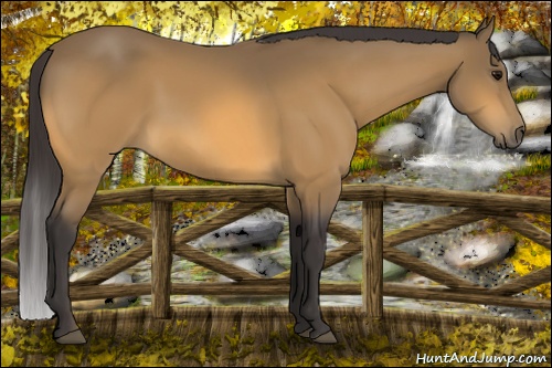 Horse Color: Buckskin 