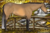 Horse Color:Buckskin 