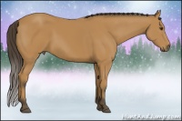 Horse Color:Buckskin 