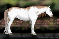 Horse Color:Red Dun Splash Frame Rabicano