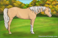 Horse Color:Silver Amber Cream Champagne