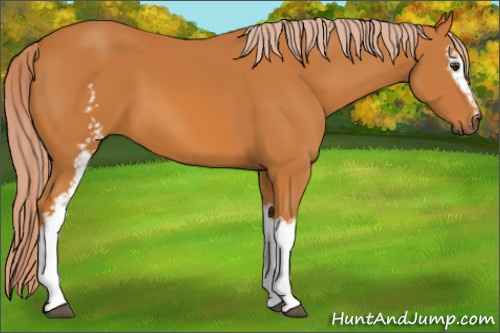 Horse Color: White Spotted Chocolate Palomino 