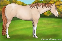 Horse Color:Amber Champagne Pearl