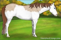 Horse Color:Red Dun Splash 