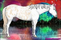 Horse Color:Buckskin Pearl Appaloosa 