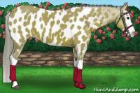 Horse Color:Watercolor Bay Splash Near Leopard 
