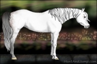 Horse Color:Gray Bay Frame