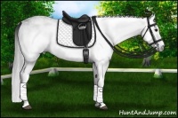 Horse Color:Gray White Spotted Black Splash 