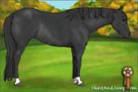 Horse Color:Black Rabicano 