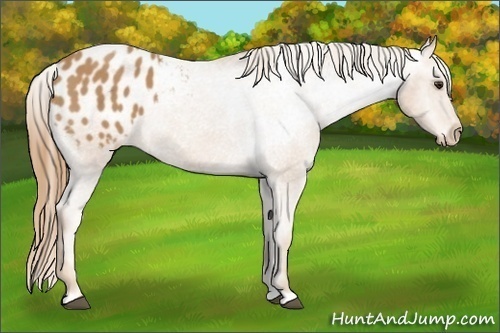 Horse Color: Chestnut Blanket 