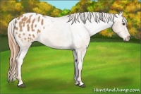Horse Color:Chestnut Appaloosa 