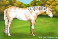 Horse Color:Palomino Frame Rabicano 