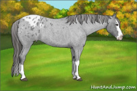 Horse Color:Brown Roan Splash Appaloosa 