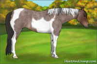 Horse Color:Bay Roan Tobiano