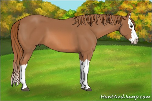 Horse Color: Chestnut Splash 