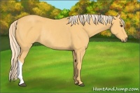 Horse Color:Palomino Rabicano