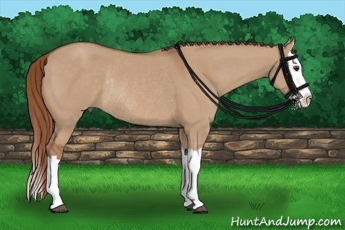 Horse Color:Red Dun Splash Rabicano 