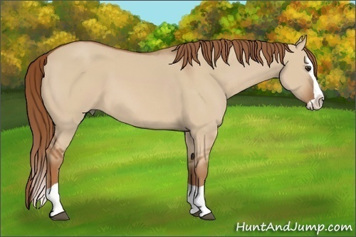 Horse Color:Red Dun Splash 