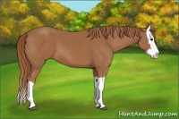 Horse Color:Chestnut Splash 