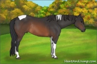 Horse Color:Brown Tobiano Rabicano 
