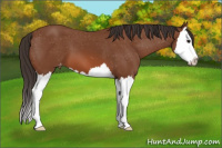 Horse Color:Bay Splash Appaloosa 