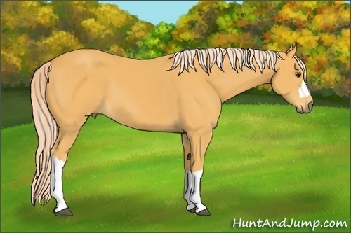 Horse Color: Palomino 